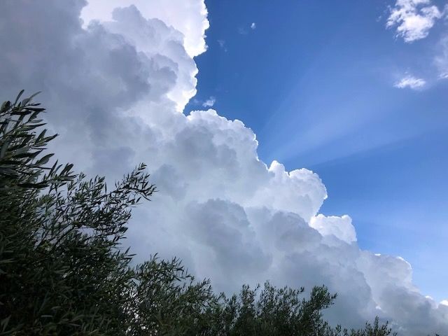 Foto articolo blog olio extra vergine di oliva Bellapietra